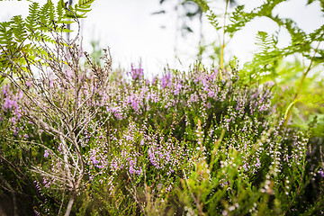 Image showing Heather in blooming violet colors