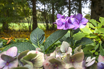 Image showing Hortensia flowers in violet colors in a garden