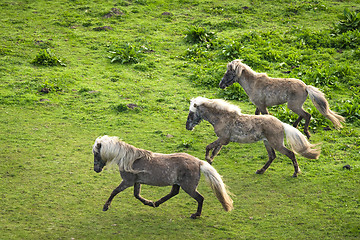 Image showing Three grey pony horses running wild