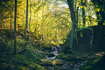 Image showing Small river in a forest with colorful trees