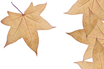 Image showing Autumn fall Leaves