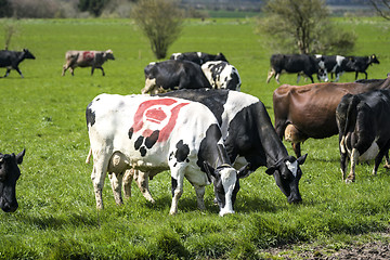 Image showing Cows grazing on a green field in the spring