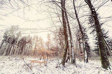 Image showing Sunrise in a forest in the winter 