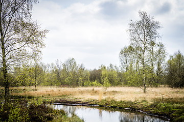 Image showing Wilderness in the spring with birch trees