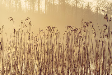 Image showing Tall reeds by a lake in the morning sun with misty weather