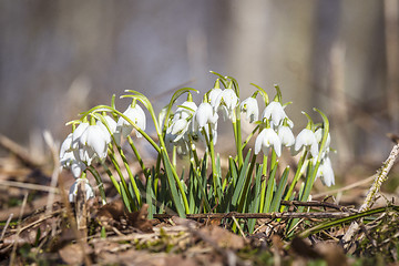 Image showing Group of snowdrops in a forest in the spring