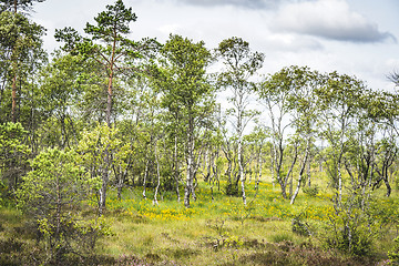 Image showing Birch trees with green leaves