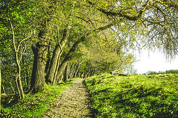 Image showing Nature trail in a green forest at springtime