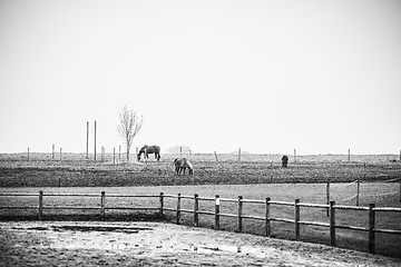 Image showing Black and white photo of horses on a rural field