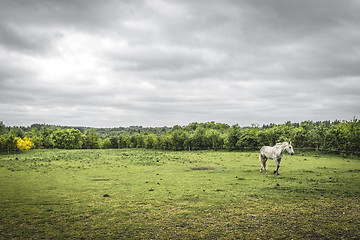 Image showing White horse on a rural field with a fence