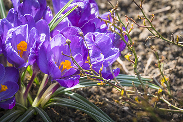 Image showing Crocus flowers in purple color blooming in a garden