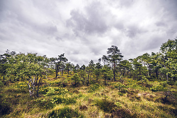 Image showing Wilderness landscape with grass and wildflowers