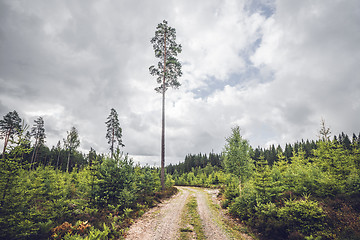 Image showing Nature trail in a Scandinavian forest