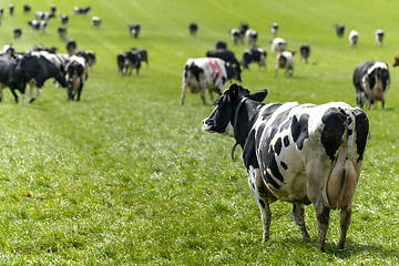 Image showing Cow looking out on a herd in the spring