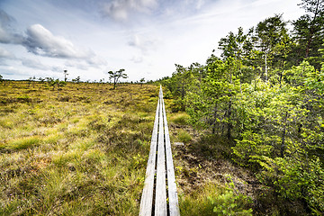 Image showing Trail of wooden planks on a swamp area