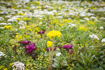 Image showing Flowers on a meadow in the summer