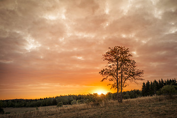 Image showing Tree silhouette in the sunrise on a golden sky