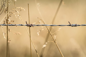 Image showing Barb wire close-up on a golden field