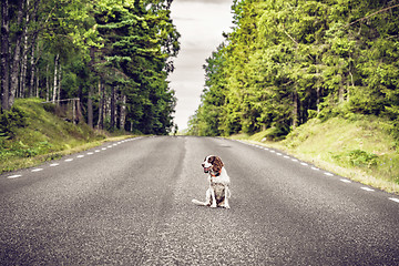 Image showing Dog on an empty asphalt road