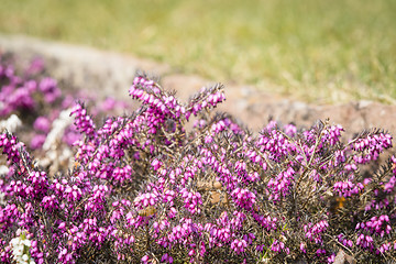 Image showing Wild heather in vibrant purple colors