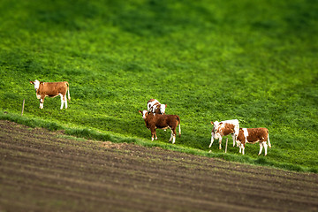 Image showing Cattle on a green meadow behind a fence