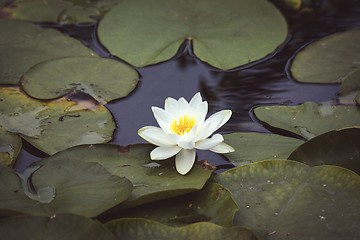 Image showing Waterlily with a white flower in dark water
