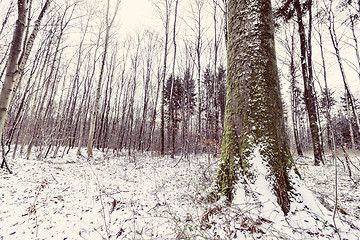 Image showing Large tree covered with green moss and white snow