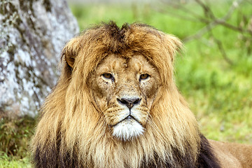 Image showing Male lion with a beautiful mane