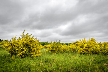 Image showing Yellow broom bushes on a green field