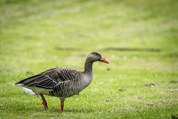 Image showing Goose walking on green grass in the spring