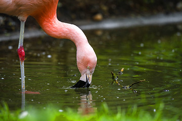 Image showing Pink flamingo drinking water from a pond