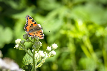 Image showing Tortoiseshell butterfly sitting on a white flower