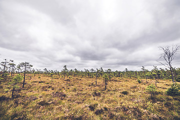 Image showing Small pine trees in a prairie landscape