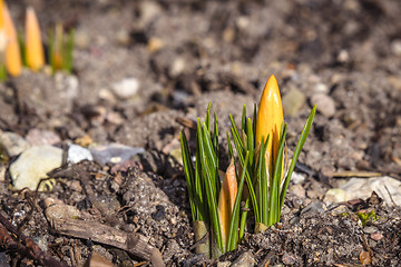 Image showing Crocus flowers blooming in the spring