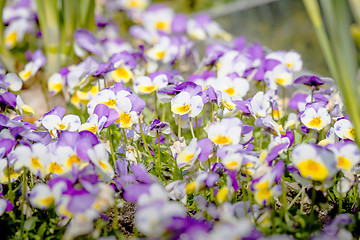 Image showing Viola tricolor also known as Johnny Jump up flowers