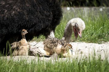 Image showing Ostrich youngsters with their mother