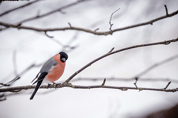 Image showing Eurasian Bullfinch in beautiful colors in a tree