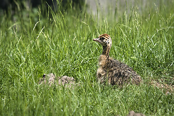 Image showing Young ostrich bird hiding in the grass