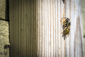 Image showing Big wasp on a wooden surface