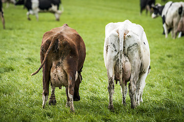 Image showing Cattle with large udder grazing on a green field