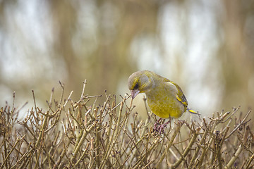 Image showing European greenfinch on a hedge in the fall