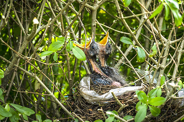 Image showing Birds nest with two newly hatched blackbirds