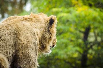 Image showing Lion looking out on the rain