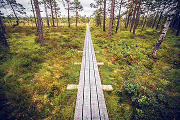 Image showing Wooden trail in a swamp with tall tress