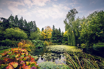 Image showing Garden pond with various plants in beautiful colors