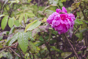 Image showing Purple flower with a wasp in a garden