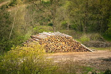 Image showing Large woodstack in a forest