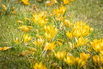 Image showing Springtime crocus flowers in yellow colors