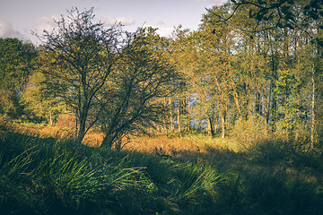 Image showing Deer walking in some tall grass in the autumn sun