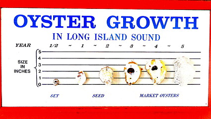 Image showing Oyster growth chart.